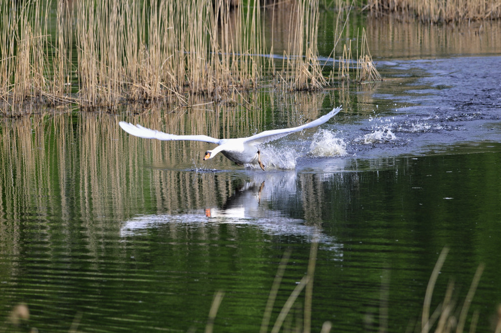 Höckerschwan