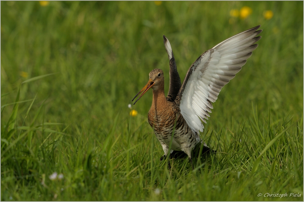 Uferschnepfe (Limosa limosa)