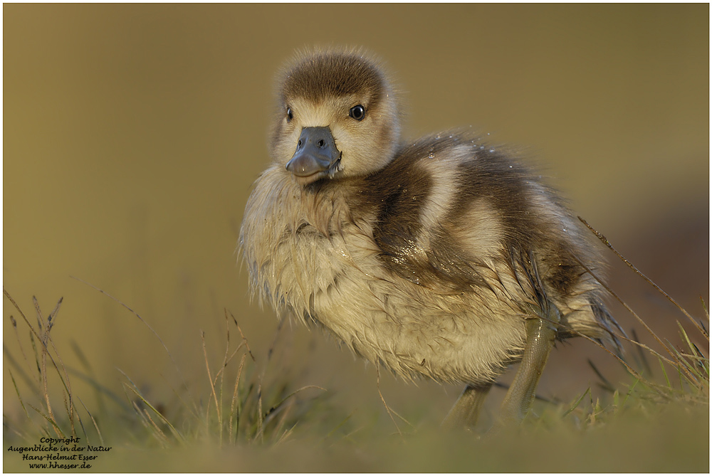 Nilgans (Alopochen aegyptiacus)