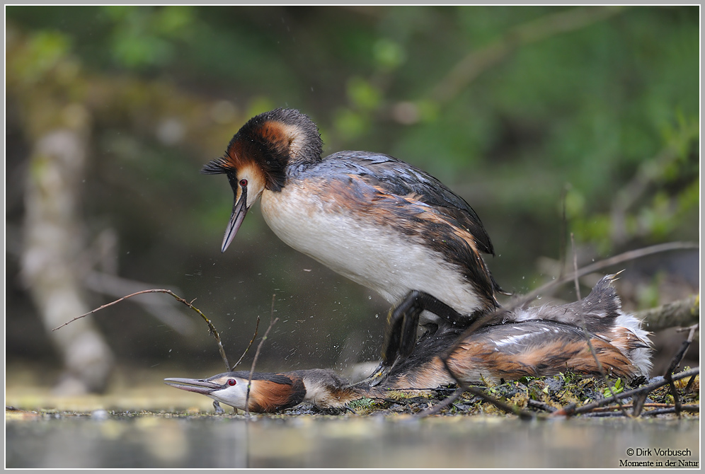 Haubentaucher (Podiceps cristatus)