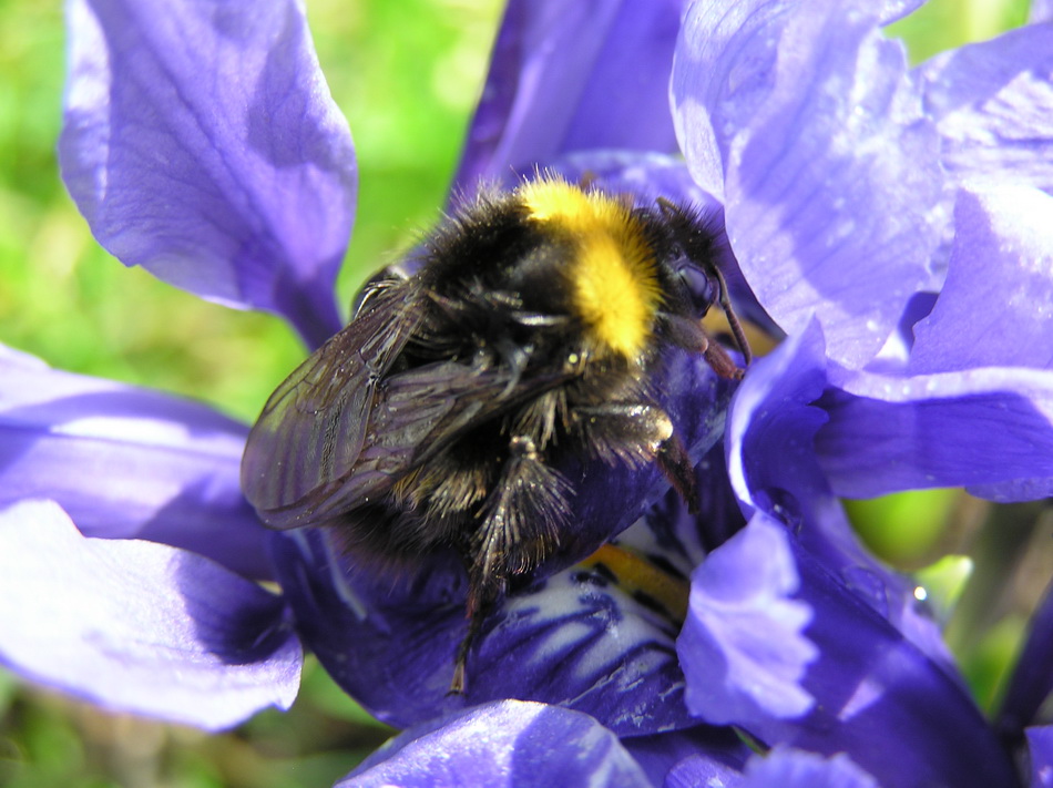 Erdhummel