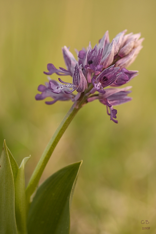 Helm-Knabenkraut (Orchis militaris)