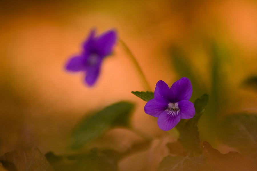 Frühling am Waldboden