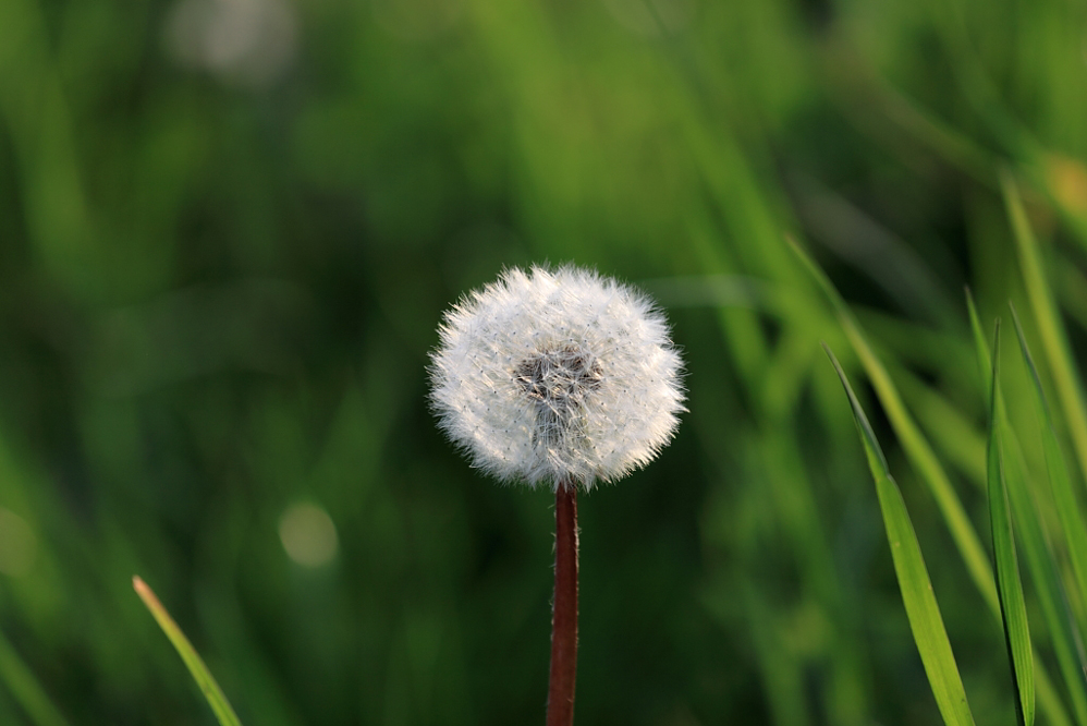 Blume