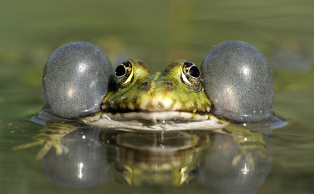 Territorialer Teichfrosch