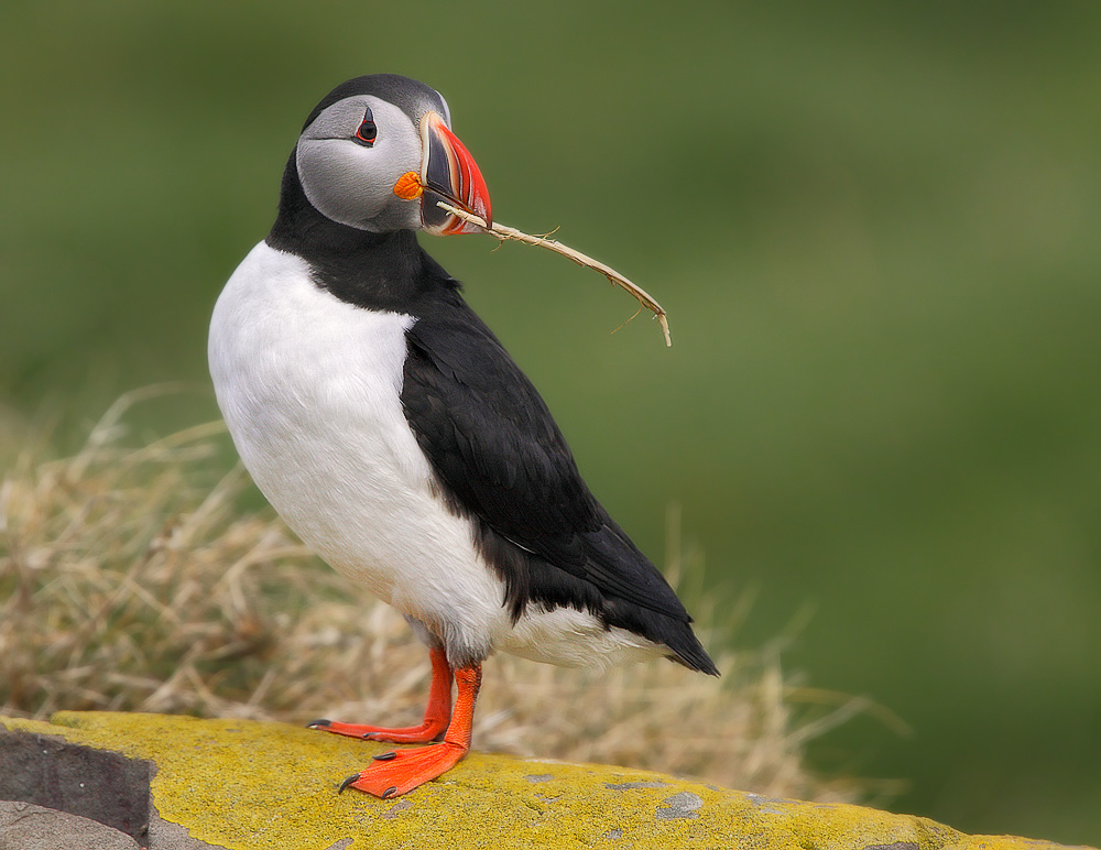 Farnes farben