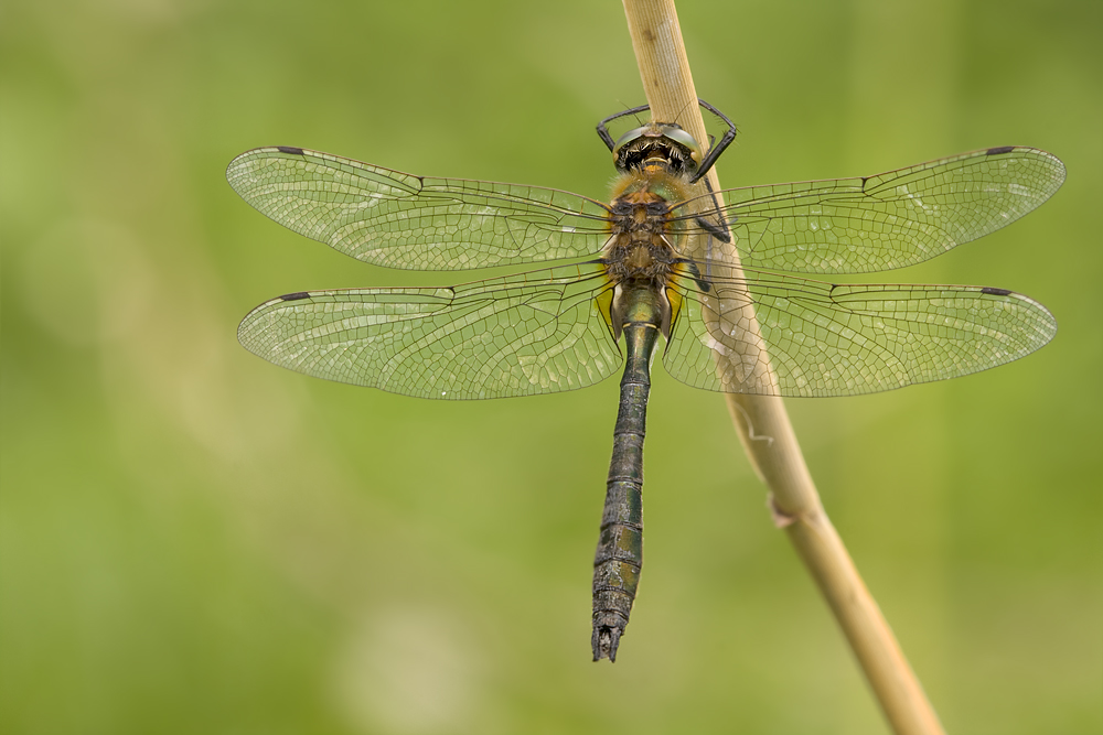 Cordulia aenea