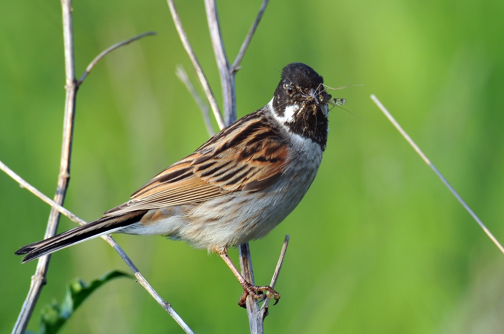 Rohrammer (Emberiza schoeniclus)