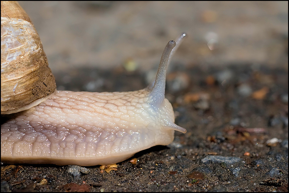 Schneckchen