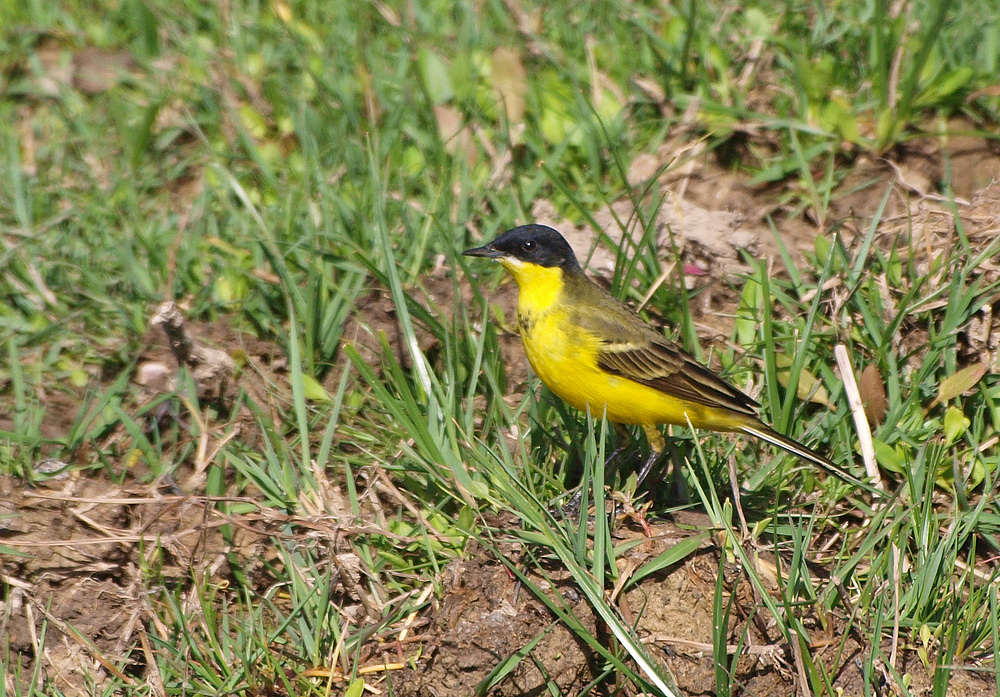 Maskenschafstelze (Motacilla Flava 