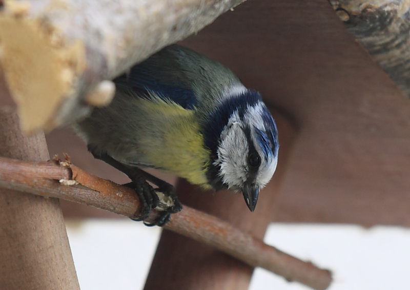 Blaumeise
