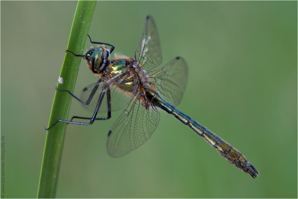 Falkenlibelle (Cordulia aenae)