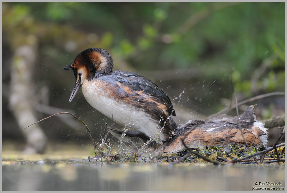 Haubentaucher (Podiceps cristatus)