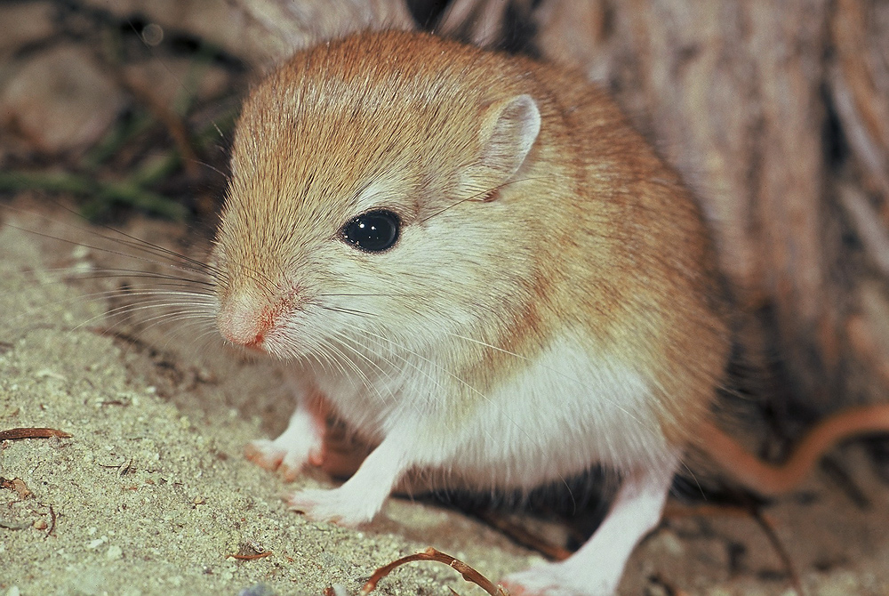 Wüstenspringmaus