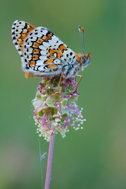 Melitaea cinxia