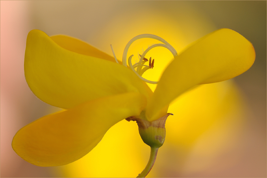 ~ Ginsterblüte ~