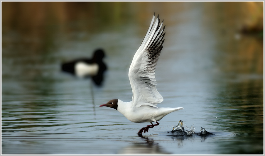 Lachmöwe (Larus ridibundus)