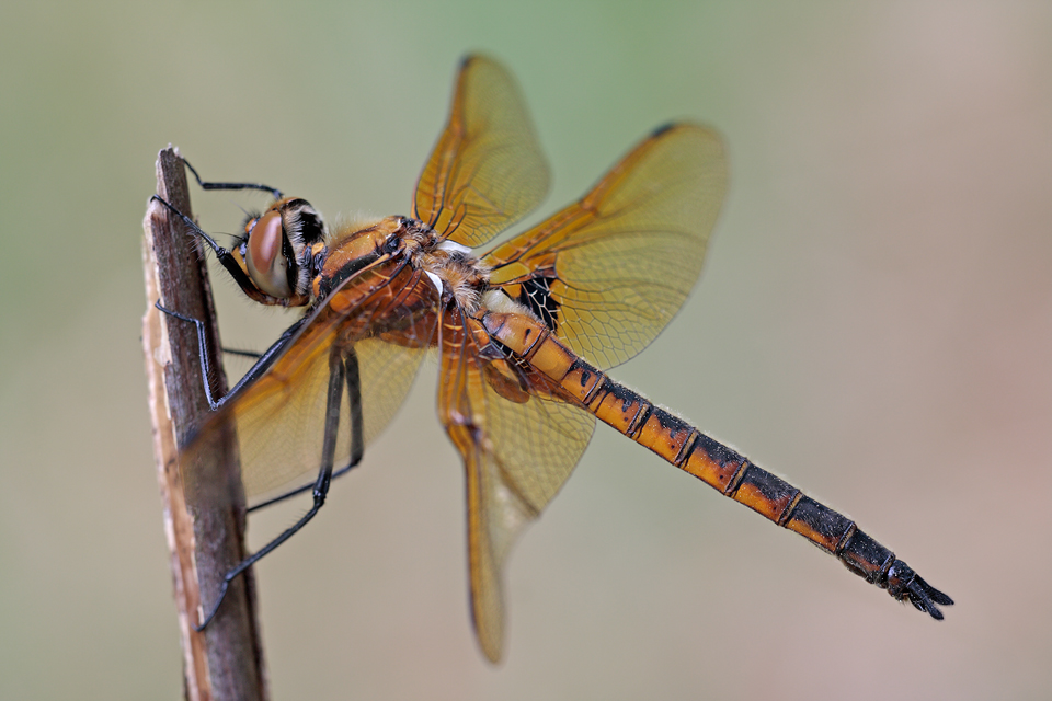 Zweifleck (Epitheca bimaculata)