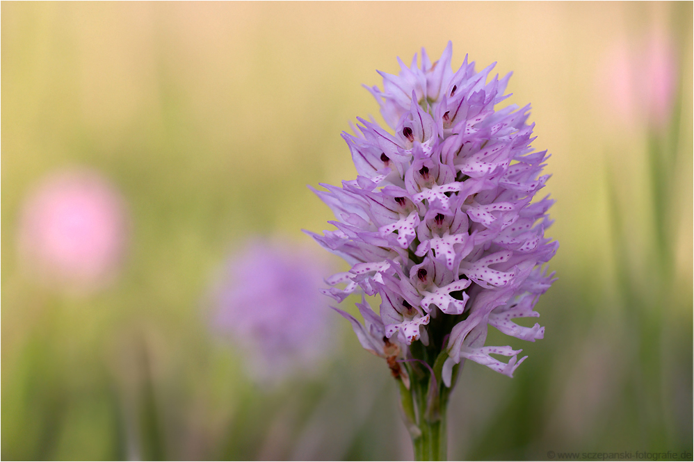 Dreizähniges Knabenkraut (Odontorchis tridentata; Syn.: Orchis tridentata)