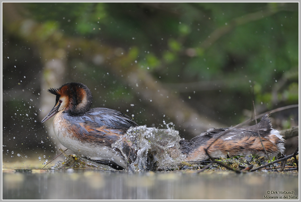Haubentaucher (Podiceps cristatus)