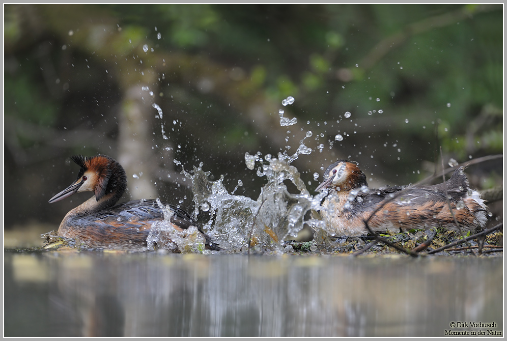 Haubentaucher (Podiceps cristatus)