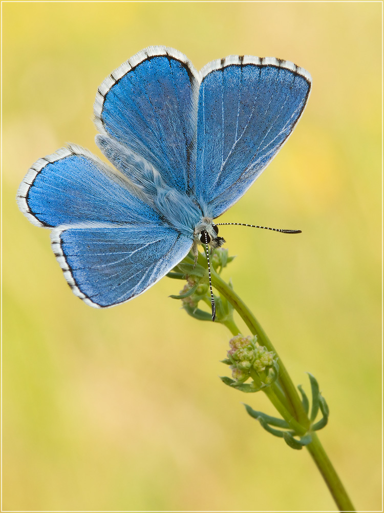 Himmelblauer Blaeuling -  Polyommatus bellargus