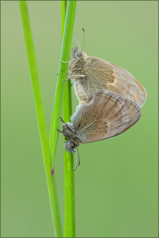 Coenonympha pamphilus