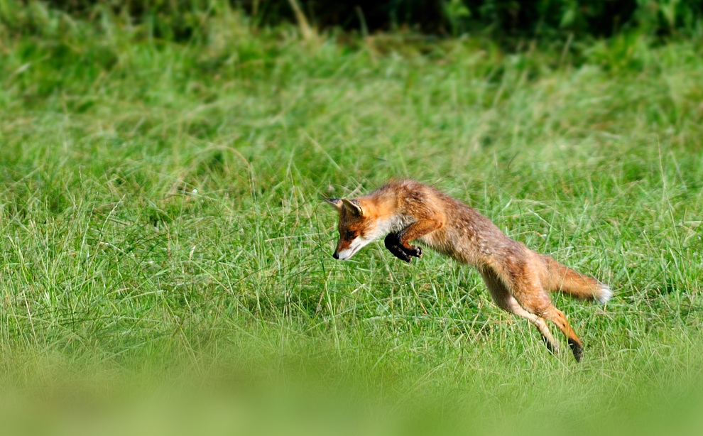 Rotfuchs (Vulpes vulpes) Wildlife