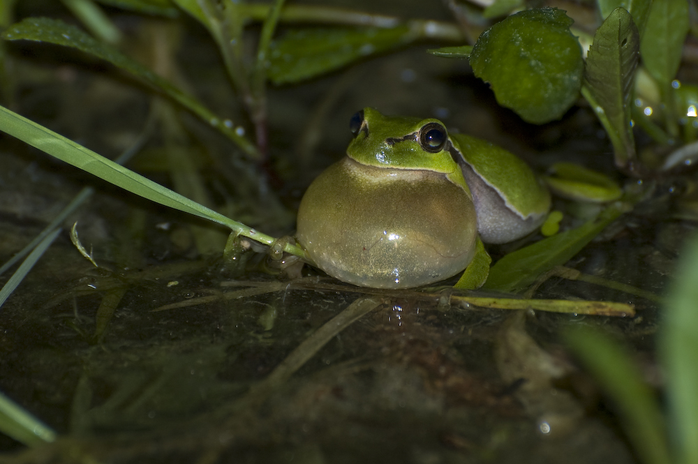 Nachts um halbeins in der Rheinaue