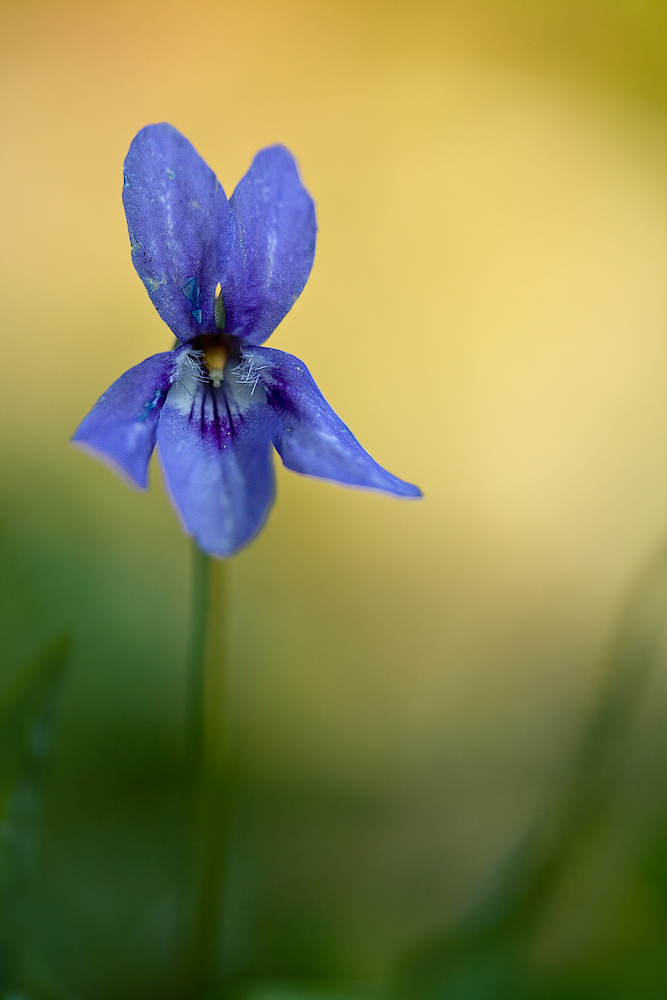 Leuchtendes Blau