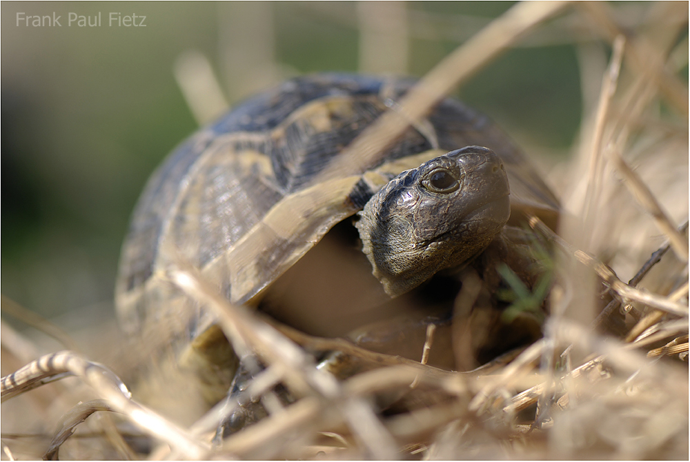 Testudo graeca ibera