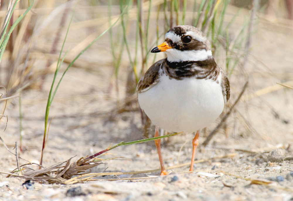 Sandregenpfeifer (Charadrius hiaticula)