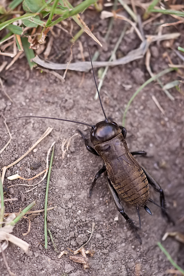 Nymphe einer Feldgrille (Gryllus campestris)