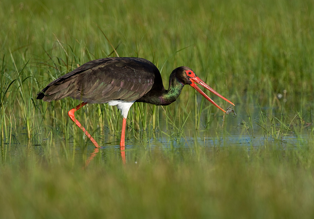 Schwarzstorch (Ciconia nigra) mit Kaulquappe
