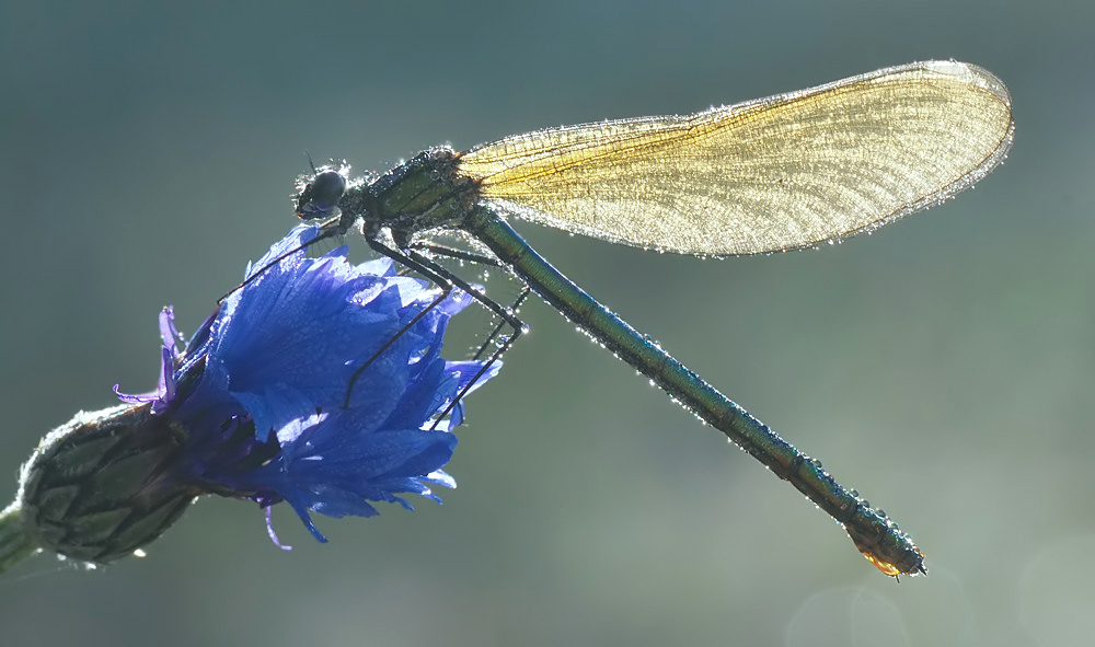 Gebänderte Prachtlibelle