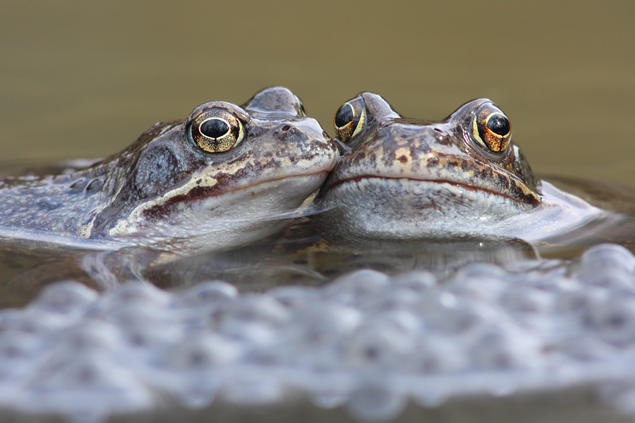 Grasfroschgeläster?