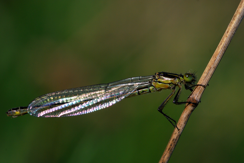 unbekannte Libelle