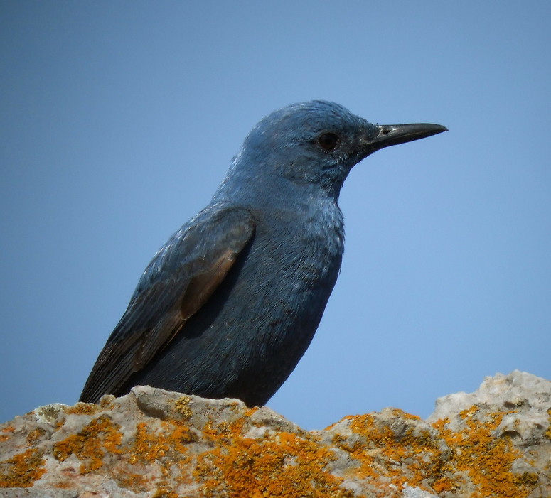 true blue