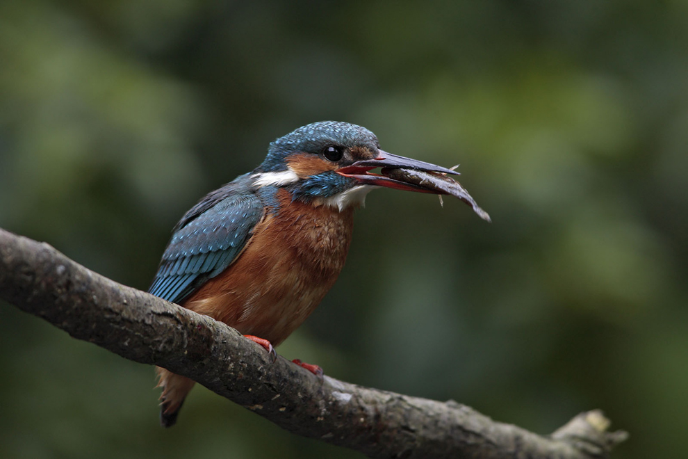 Eisvogel mit Fisch