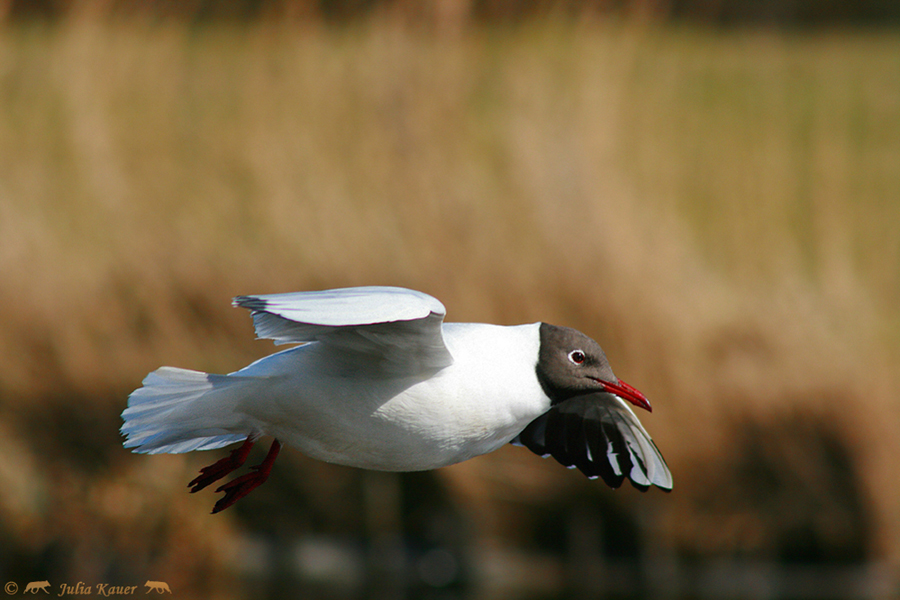 Lachmöwe (Larus ridibundus)