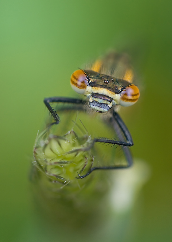 Meine zweite Libelle!