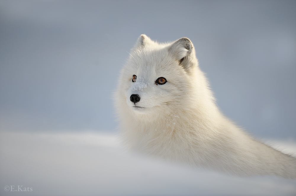 Arctic Fox (c)