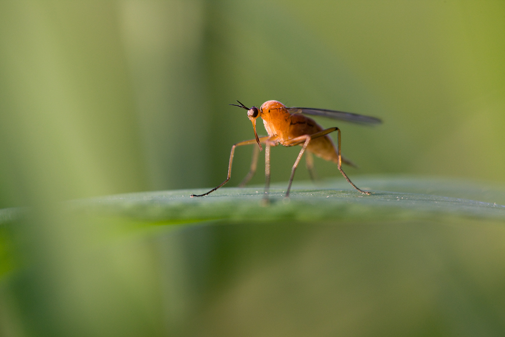 Rotbraune Tanzfliege beim Sonnenbad