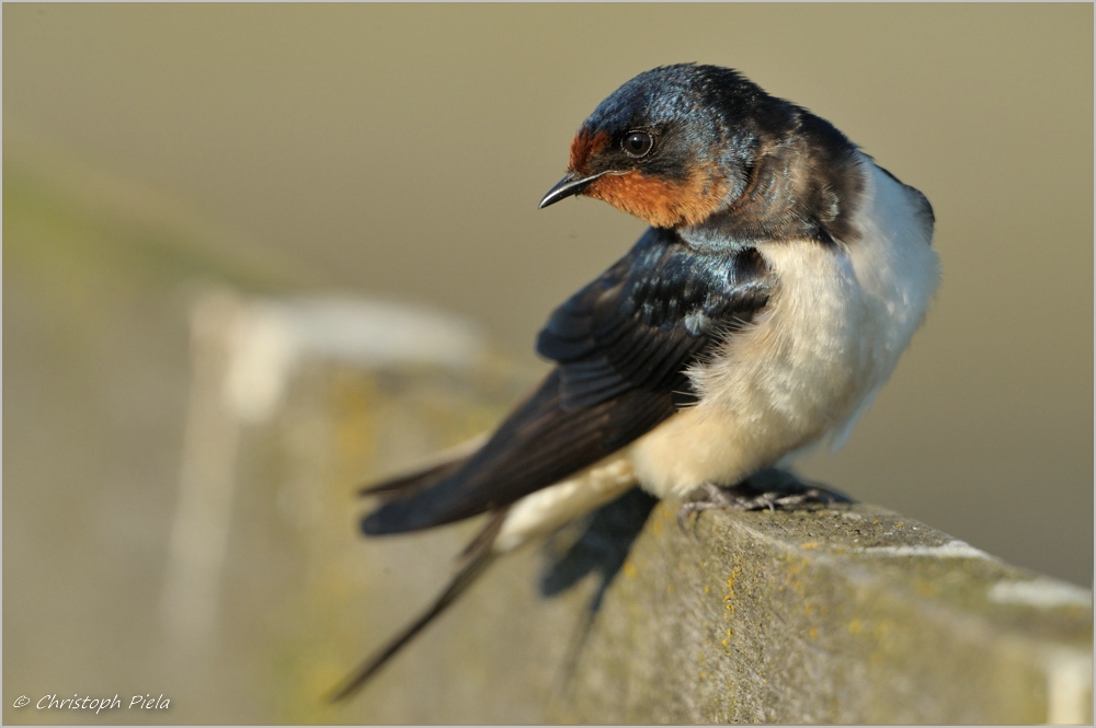 Rauchschwalbe (Hirundo rustica)