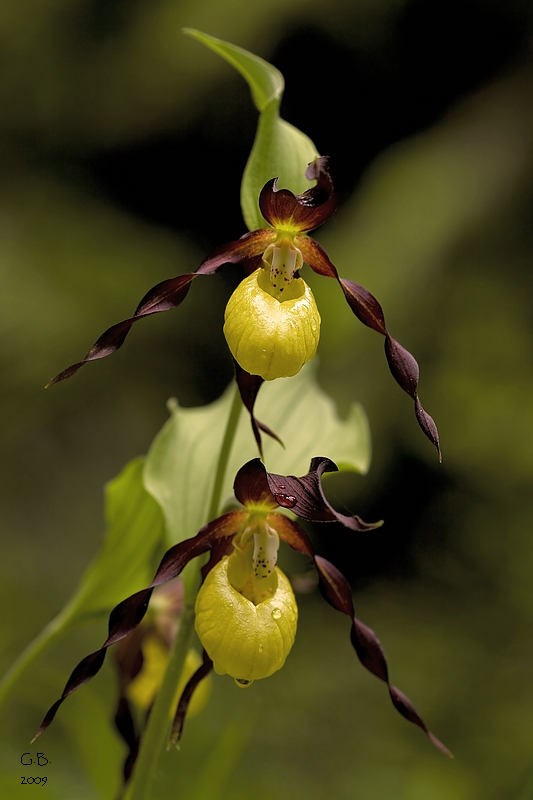 Gelber Frauenschuh (Cypripedium calceolus)