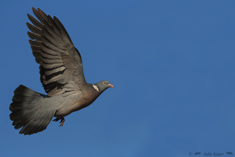 ~ Fly away ~