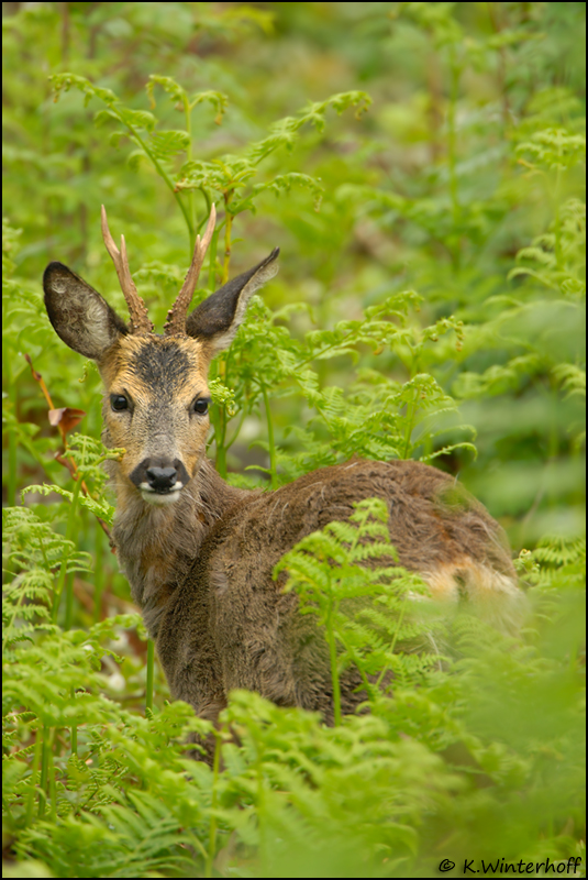 Ich hab Bock :-)
