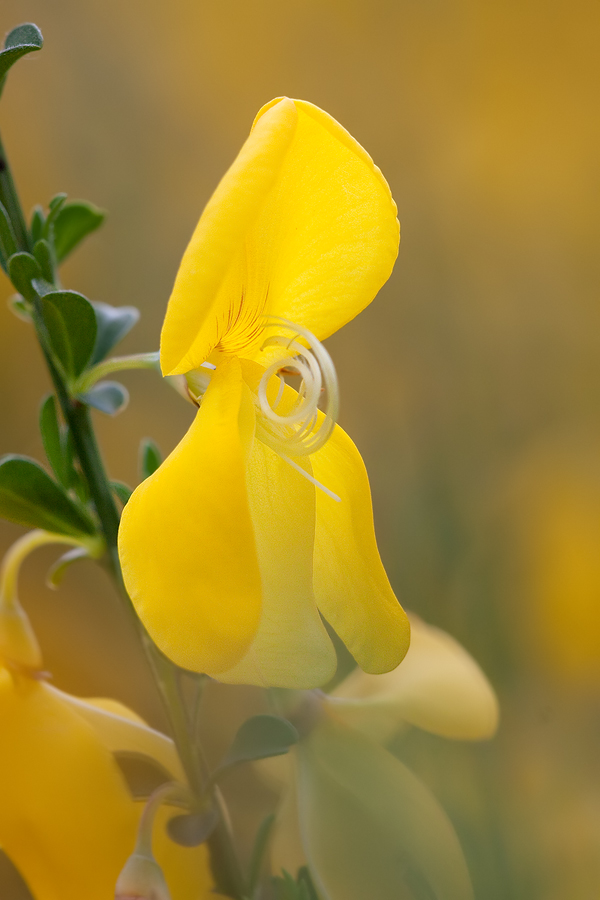 Besenginster (Cytisus scoparius)