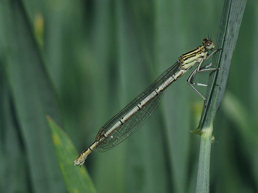 Libelle