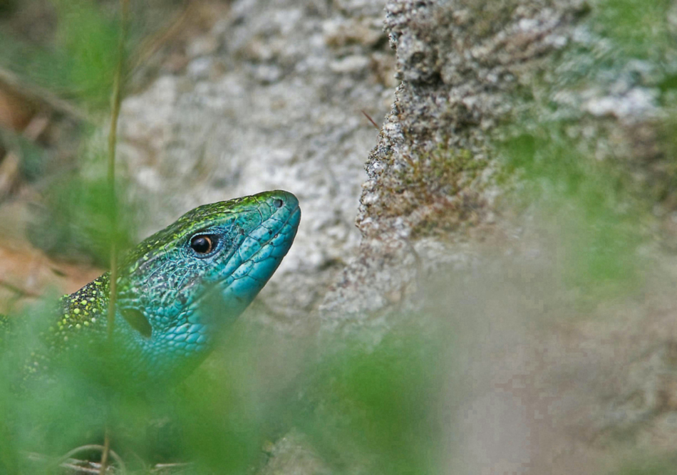 Samaragdeidechse (Lacerta bilineata)